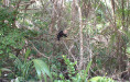 Capuchin monkey eating a coconut