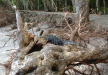 Lizard's home blew over in the storm