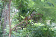 Squirrel monkies next door