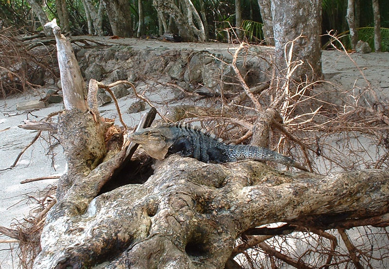 Lizard's home blew over in the storm