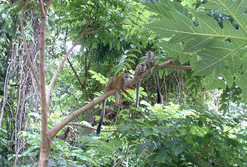 Squirrel monkies next door
