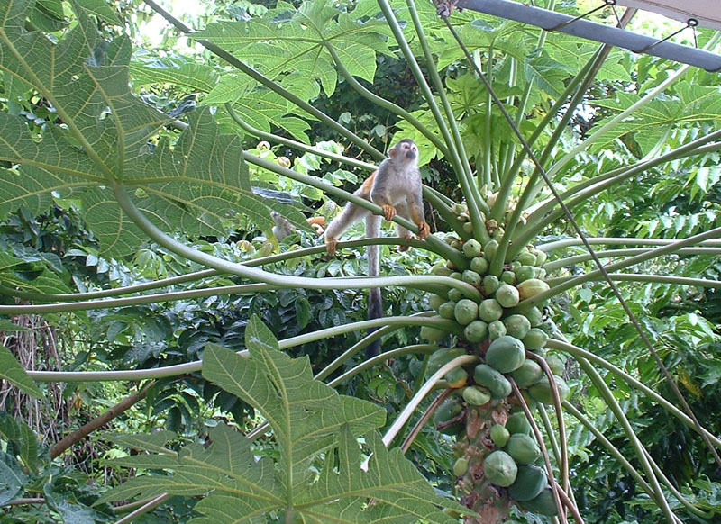 Squirrel monkey