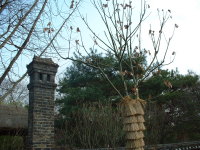 Little chimney and a jacketed tree.