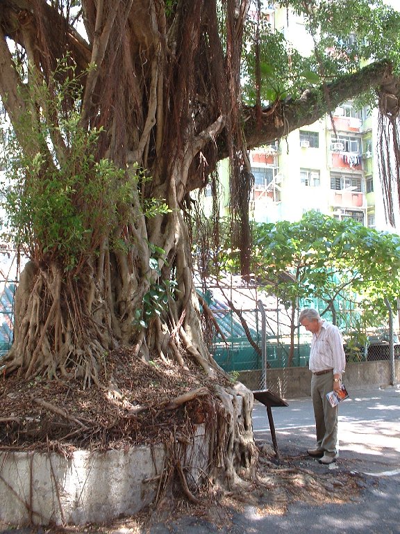 HKjohntree